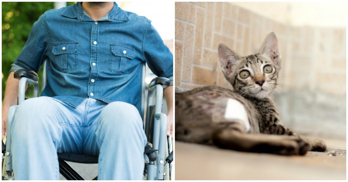 Deportista paralímpico bajó de su silla de ruedas para salvar a un gatito atrapado en una pendiente