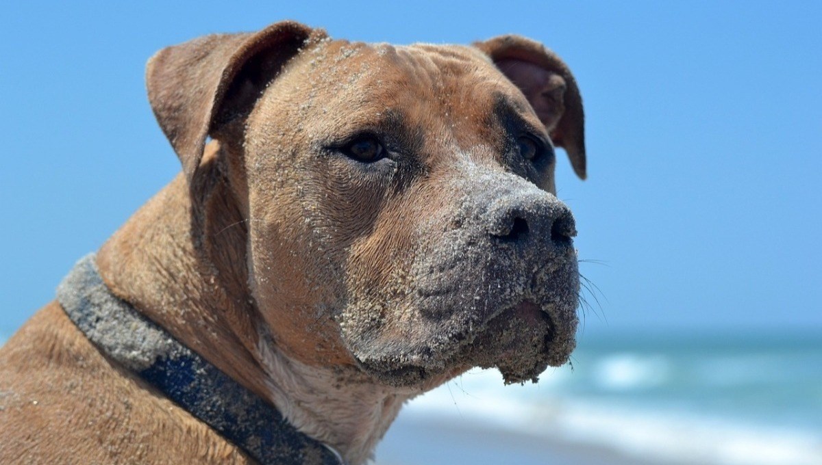 Pitbull salvó a su amo del ataque de un tiburón en una playa de EE.UU