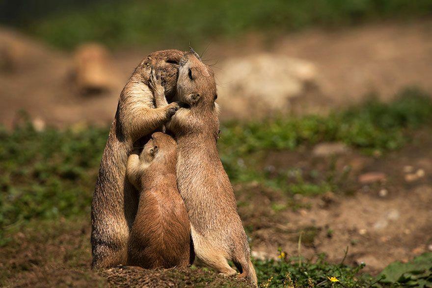 15 preciosas imágenes de animales besándose