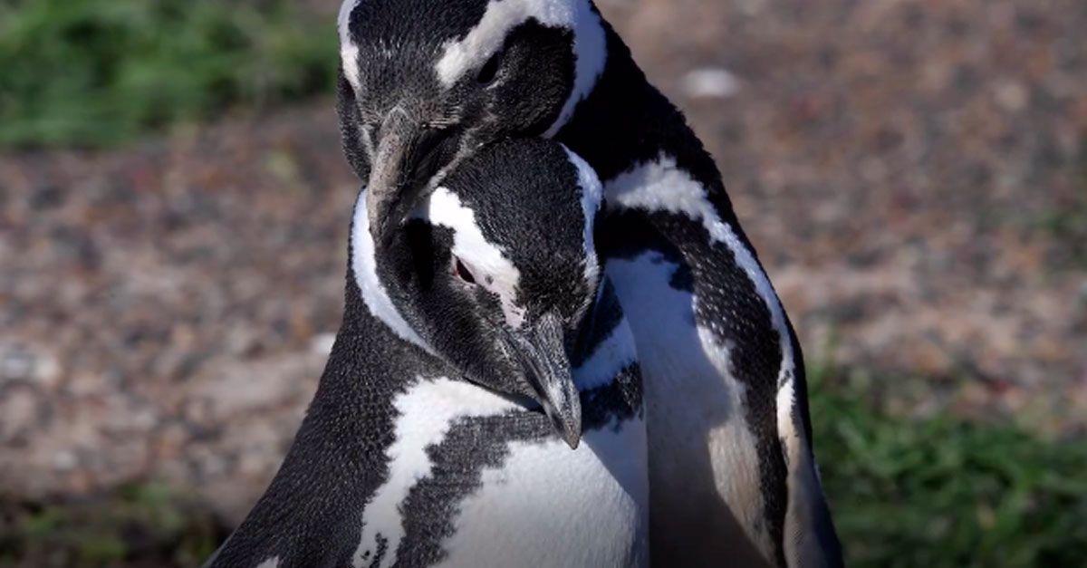 El cambio climático y las explotaciones mineras acaban con los pingüinos Magallanes
