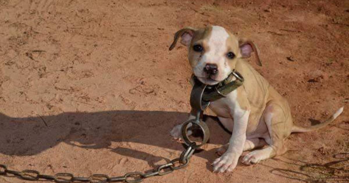 Rescatan a cachorro de 8 semanas obligado a participar en peleas de perros