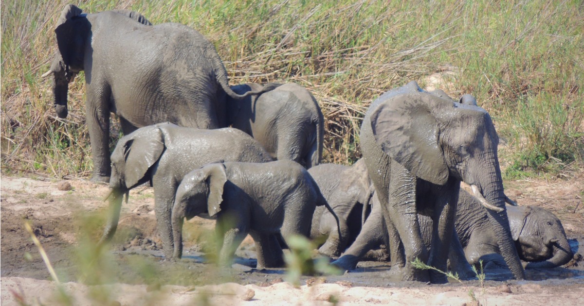 Prohíben la venta de elefantes africanos a los zoológicos y circos del mundo