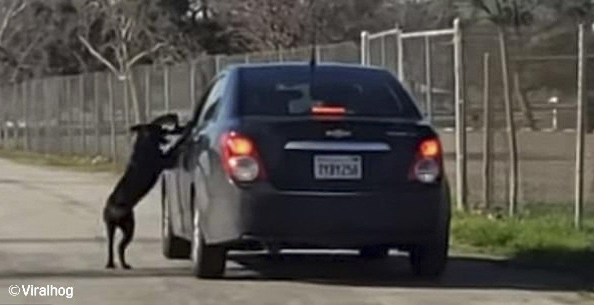 El momento en que un “hombre” abandona a su perro en mitad de la carretera