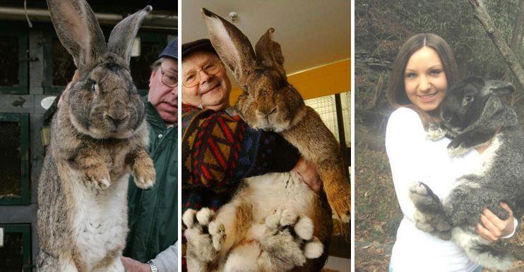 Enamórate de estos conejos gigantes. Son verdaderos peluches a gran escala
