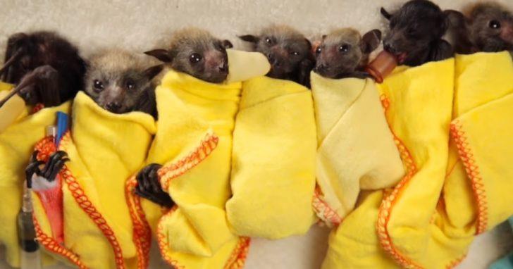 Rescatistas salvan a murciélagos bebé y los envuelven como diminutos burritos