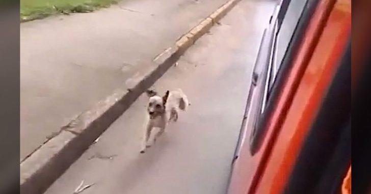 Perro asustado persigue ambulancia para estar junto su dueño indigente luego que se desploma