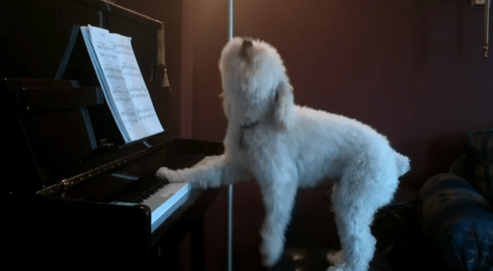 Os presentamos al Mozart de los perros ¡Mira!