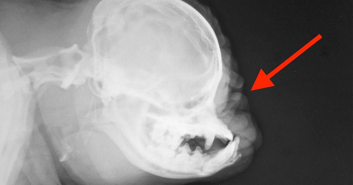 Esta es la radiografía de un carlino, la raza de perro a la que hemos destrozado la vida