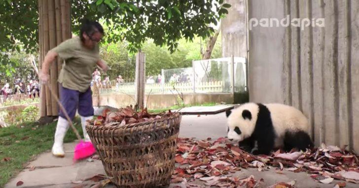 Mujer intenta rastrillar hojas, pero adorables pandas tienen otro plan en mente