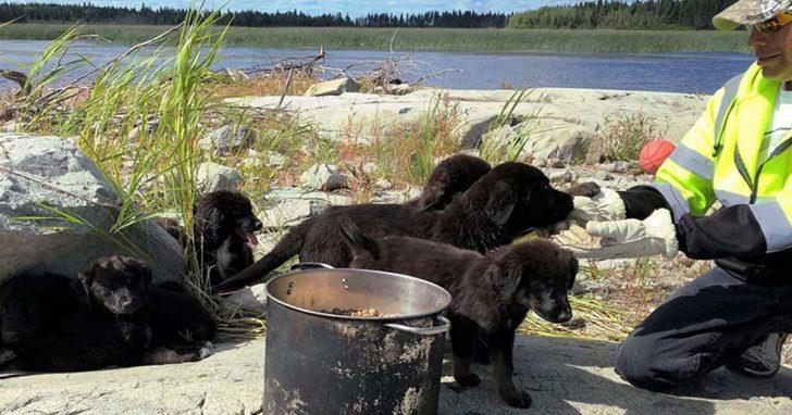 Siete cachorros Terranova son descubiertos por rescatistas, viviendo solos en inhóspita isla