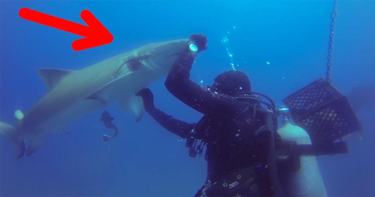 Este tiburón quería pedirle algo al buzo y esto fue lo que hizo