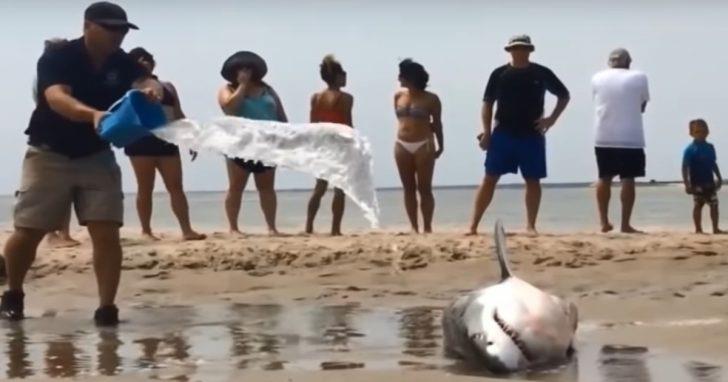 Transeúntes salvan a gran tiburón blanco varado en la playa