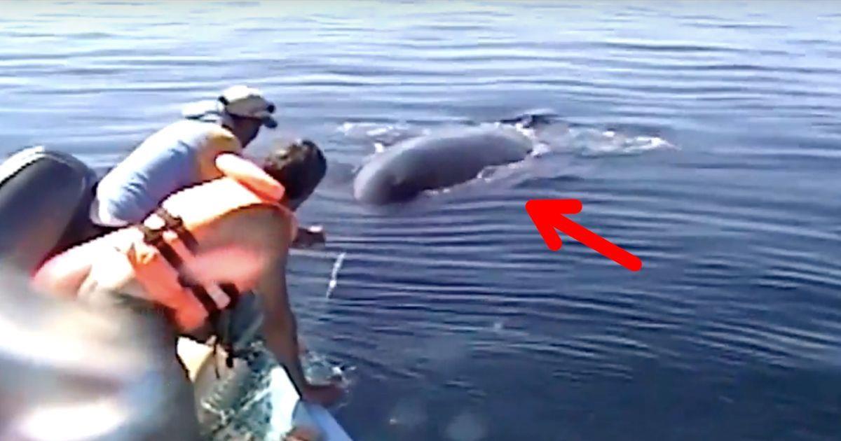 Encuentran una ballena atrapada en una red y la salvan. ¡Cómo lo agradece!   La nube de algodón