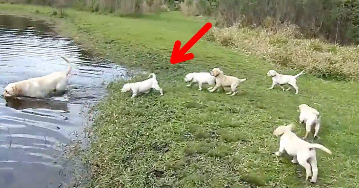 Este perro enseña a nadar a sus pequeños cachorros de una forma muy especial   La nube de algodón
