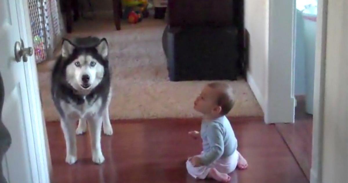 Conversación entre un husky y un bebé, ¡menudo par!   La nube de algodón