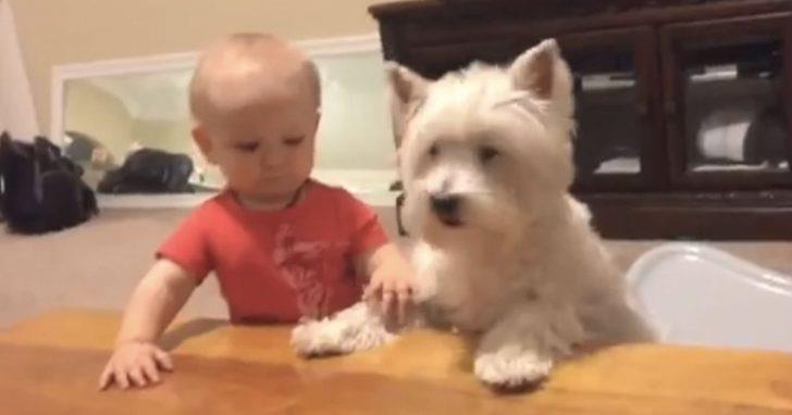 Perro y bebé observan el mismo trozo de pollo, y las intenciones del niño son claras