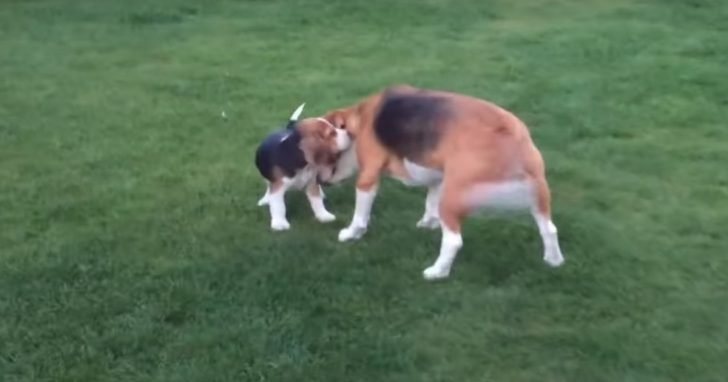 Beagle no puede contener su emoción por ver a su hermanita, así que mamá abre la puerta