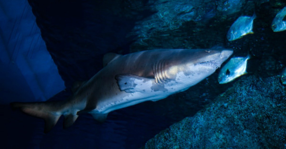 Tiburón de cinco metros golpeó el velero de una familia en Estados Unidos