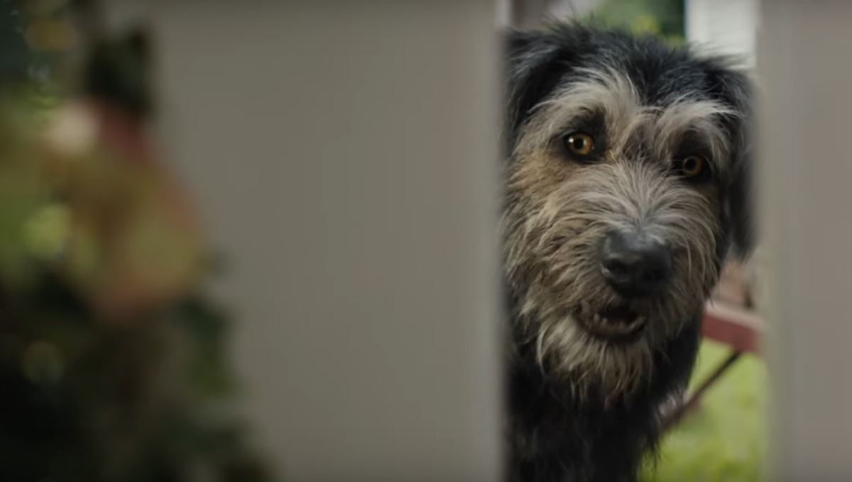 Monte: el perro callejero que pasó a ser una estrella de Disney en 'La dama y el vagabundo'