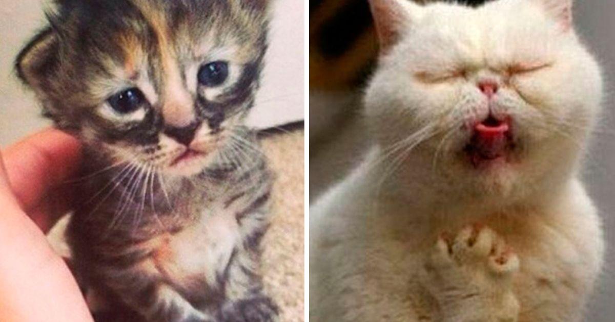 10 gatos realmente dramáticos que te robarán el corazón - La nube de algodón