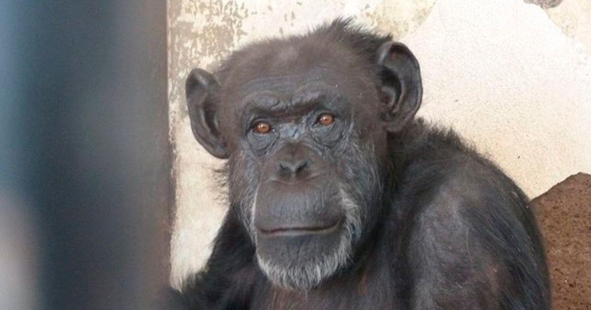 Cecilia, la primera chimpancé con derechos reconocidos - La nube de algodón