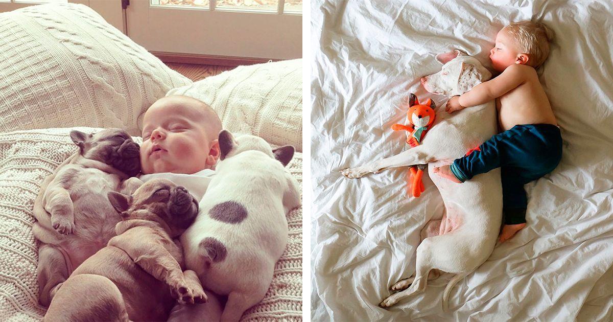 Perros que duermen con niños adorablemente - La nube de algodón