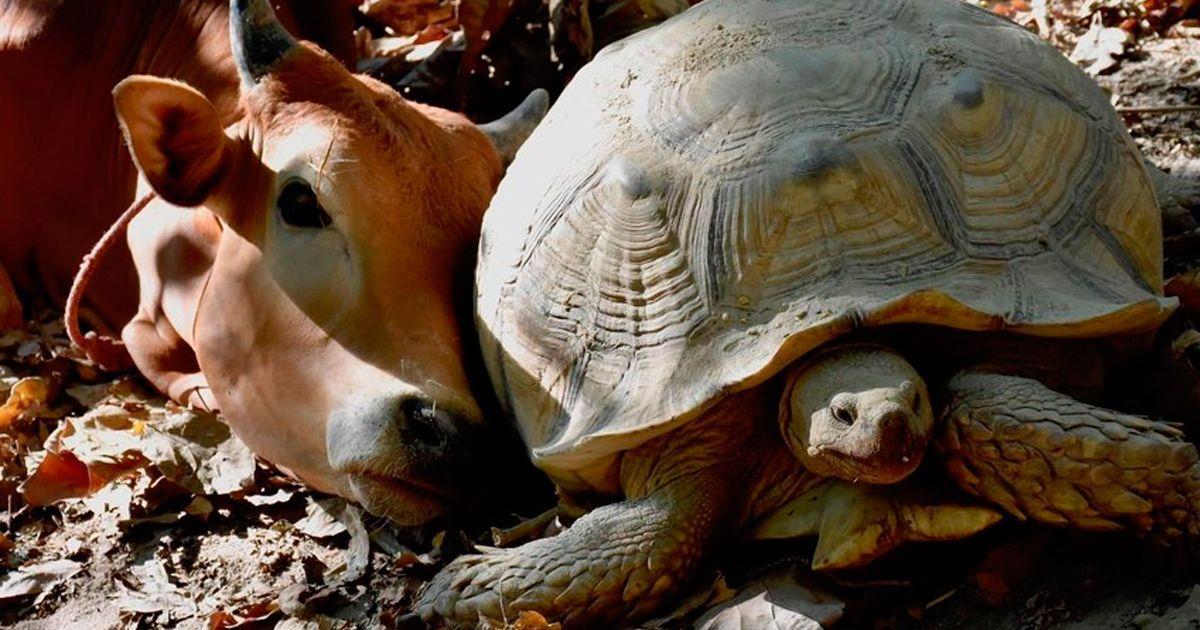 La inseparable amistad entre un ternero y una tortuga   La nube de algodón