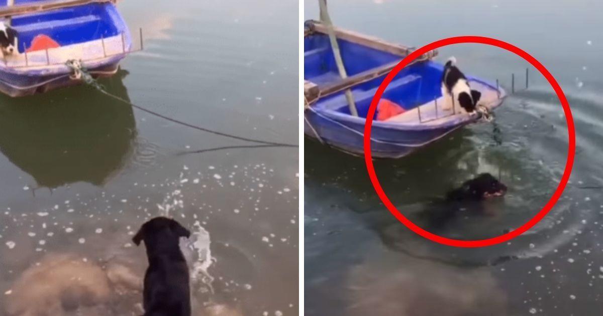 Un perro arriesga su vida para salvar a su mejor amigo sin pensar en las terribles consecuencias (Vídeo)