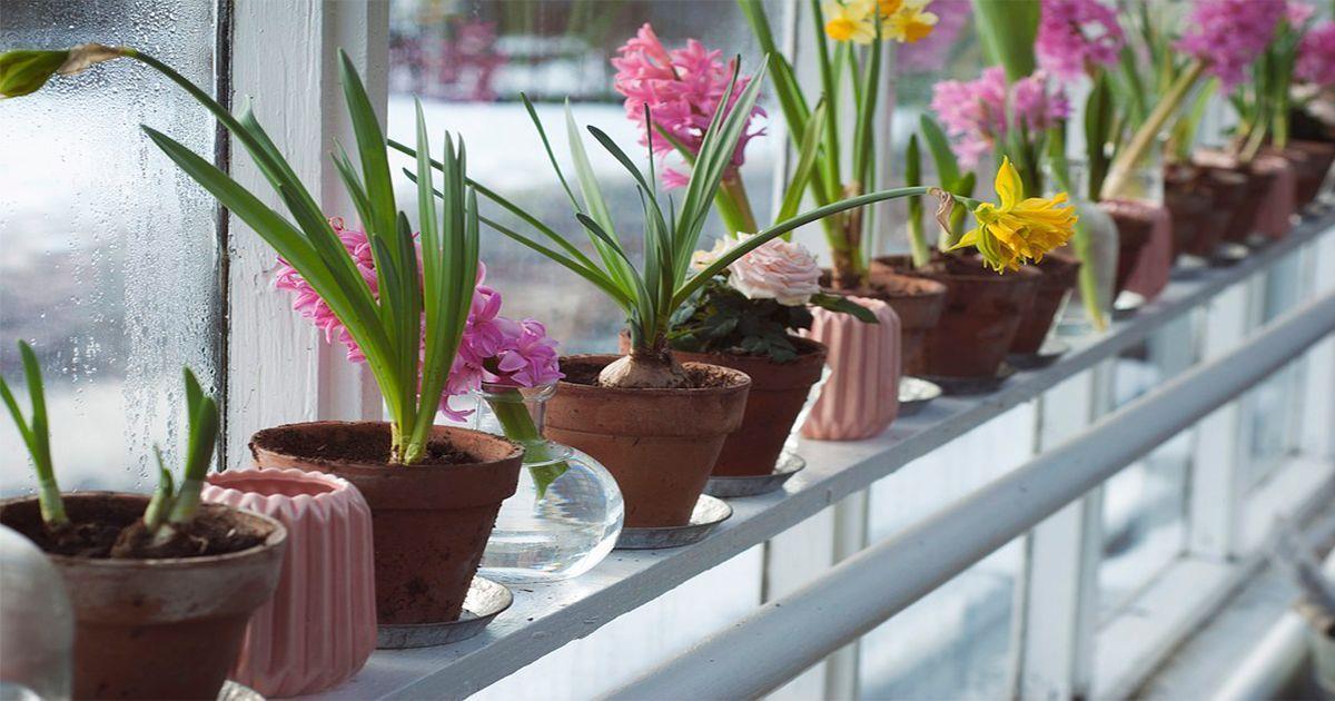 ¡Hielo? La forma óptima de regar orquídeas y plantas colgantes - Casas Increibles