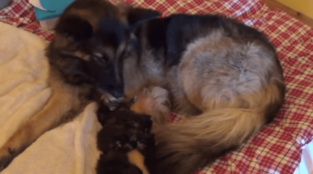 La inesperada madre adoptiva de estos gatitos es… ¡un pastor alemán!