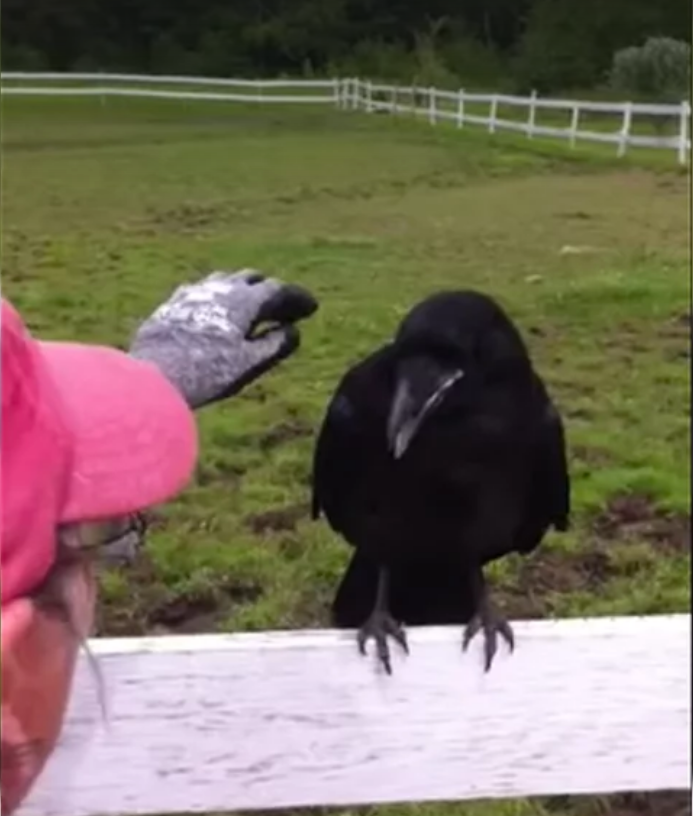 Un cuervo se posó en su valla graznando durante un ahora, hasta que se dieron cuenta que pedía ayuda