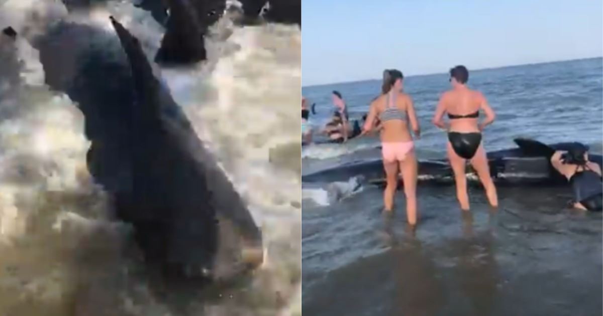Video registra el momento en el que bañistas ayudan a un grupo de ballenas varadas en las playas de Georgia