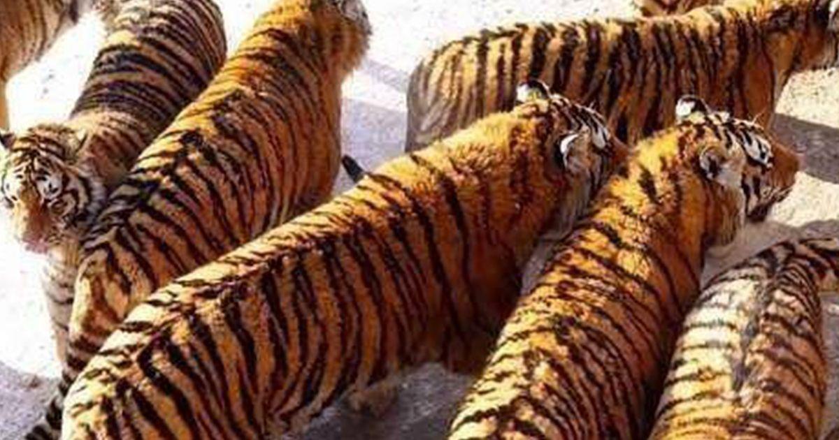 Todos hemos compartido la foto de estos adorables  tigres sin conocer la realidad que hay detrás - La nube de algodón