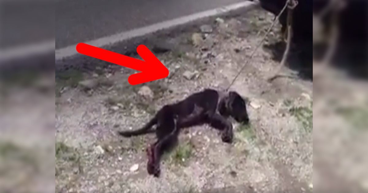 Esta perrita pudo ser rescatada después de haber sido maltratada terriblemente