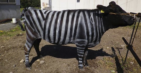 Los científicos están pintando a las vacas como cebras para salvar el entorno