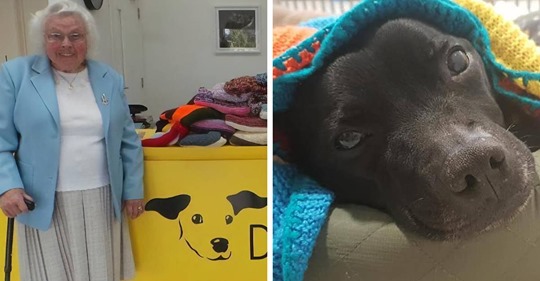 Esta mujer de 89 años ha tejido 450 mantas para los perros de un refugio, y es adorable