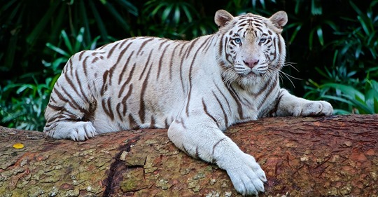 Tigre blanco: la joya de la familia de los felinos