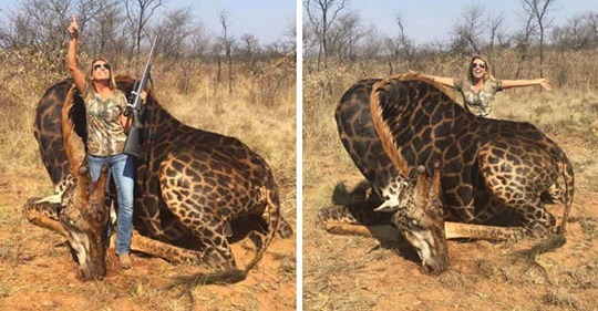 Tsunami de críticas a una cazadora por matar una jirafa negra y exhibirla como trofeo de caza: 
