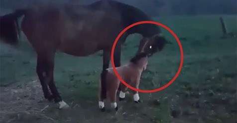 ¿Qué crees que hará este caballo cuando le ponen al lado un potro falso?