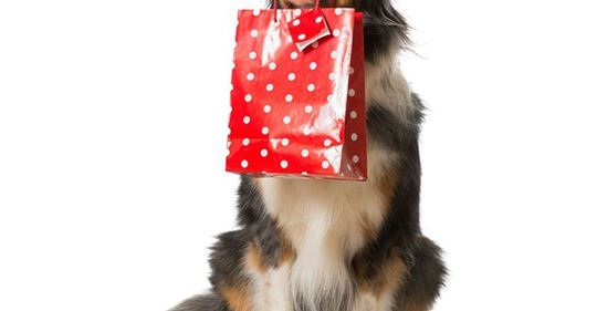 Los mejores regalos para tus mascotas