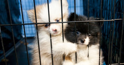 Una nueva ley obliga a las tiendas de mascotas a vender sólo animales rescatados de los refugios