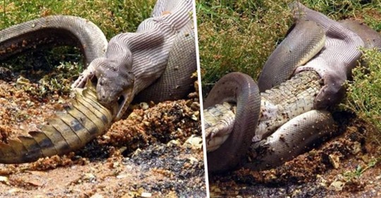 Impresionantes imágenes muestran cómo una pitón se come un cocodrilo
