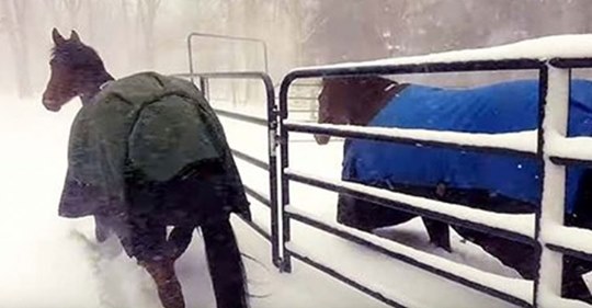 Mamá envía caballos a la nieve, pero su regreso demuestra que no son muy fans