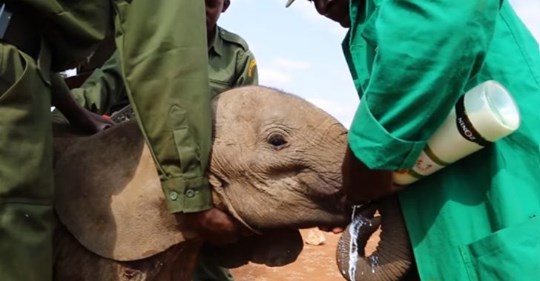 Centro de rehabilitación de vida silvestre salva a elefanta bebé famélica separada de su familia