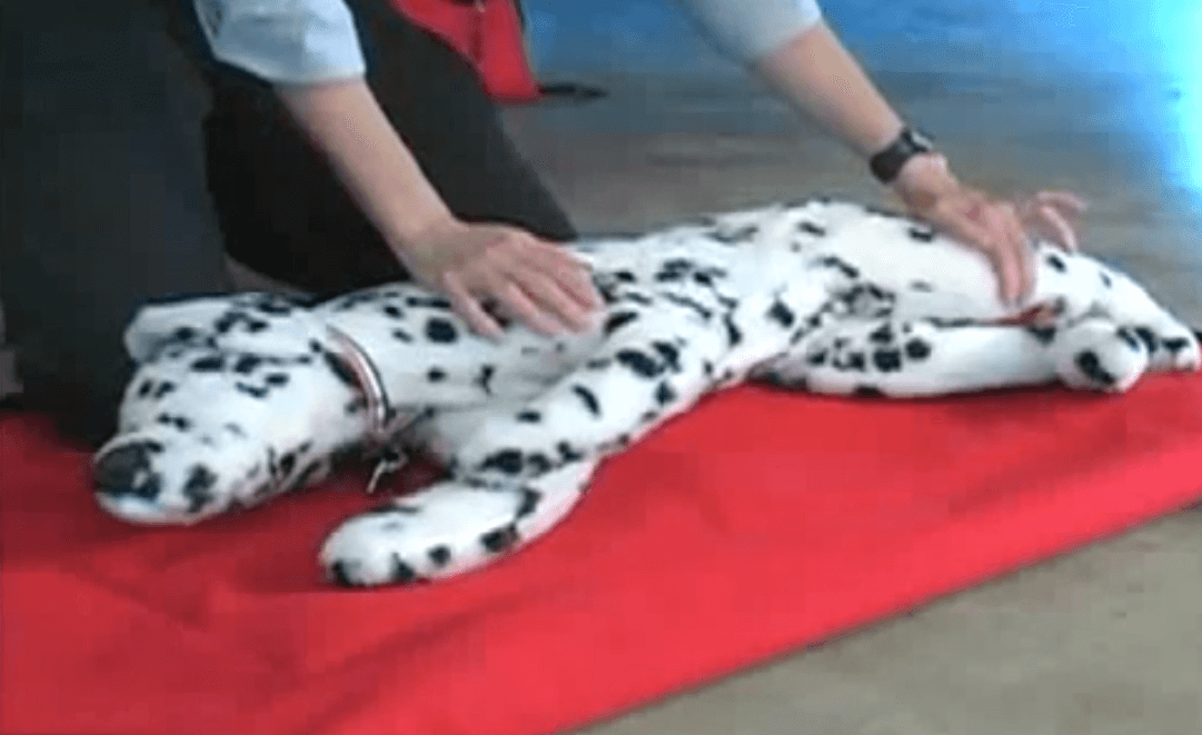 Aprende a salvarle la vida a tu perro con este tutorial de reanimación cardiopulmonar