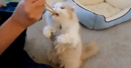 Alimentar a este gato con palillos chinos es «normal»