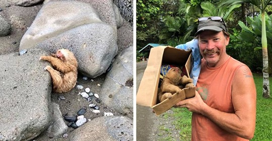 Una pareja salva a una cría de perezoso que estaba atrapado entre las rocas de la playa
