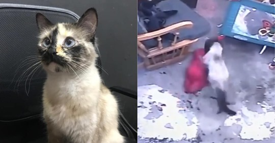 La inesperada reacción de una gata que salvó a un bebé de caer por las escaleras
