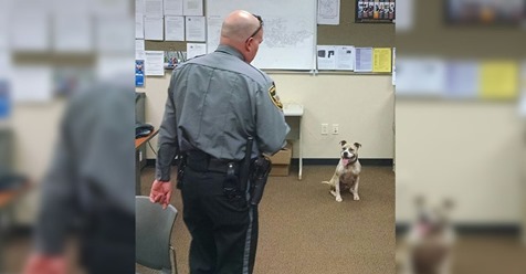 En EEUU, la policía está entrenando los pitbull abandonados