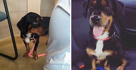 5 maravillosos antes y después de perros que han sido adoptados